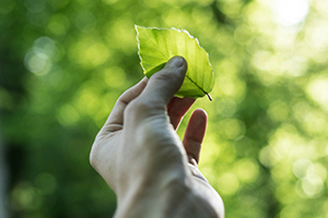 A hand holding a green leaf between thumb and forefinger
